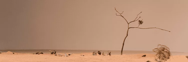 Zandgrond met boompje